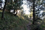 44 Sentierino tra pini mughi